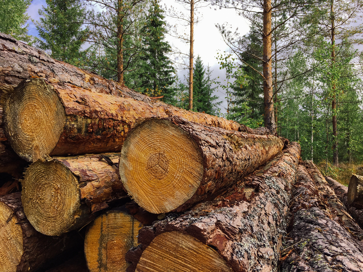 Forest lumber industry timber wood harvesting