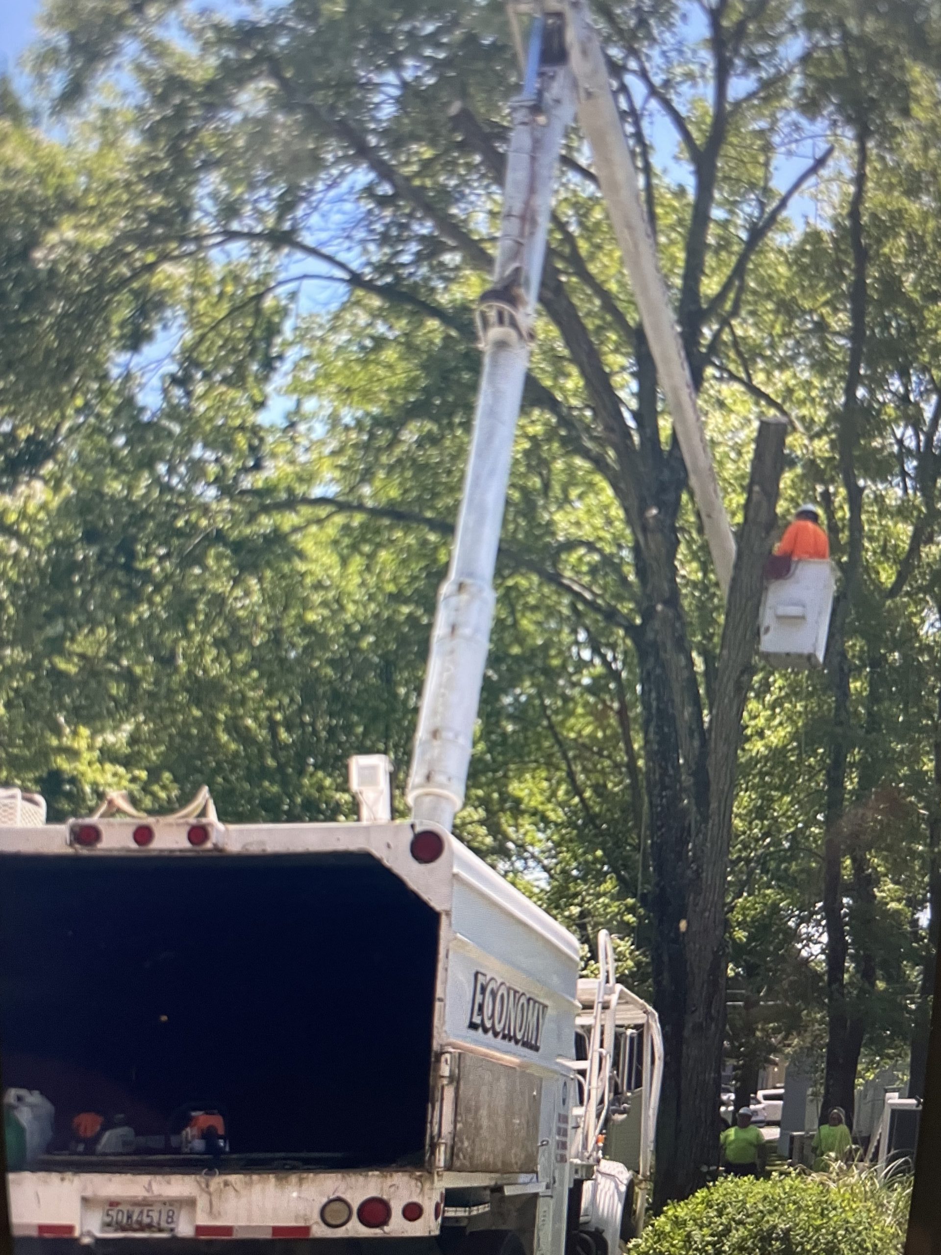 crane tree service